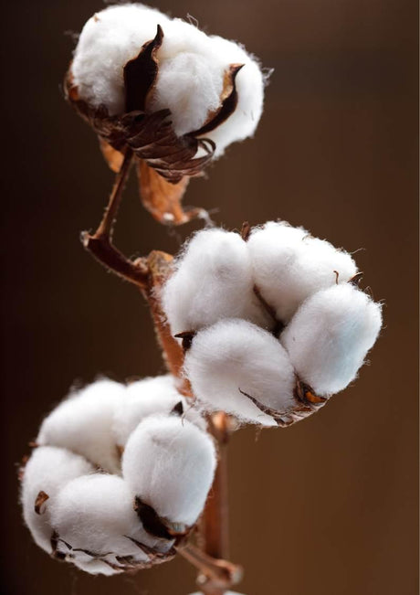 Discover the Comfort of Cotton Bedding: Types, Benefits, and Top Picks from Ideal Textiles