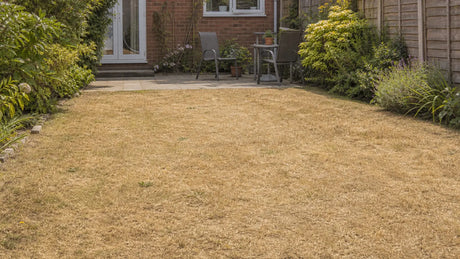 A British back garden with a dry brown lawn during summer weather
