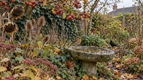 Late-autumn British garden with a robin, blackbird, seedheads, berries and a bird bath