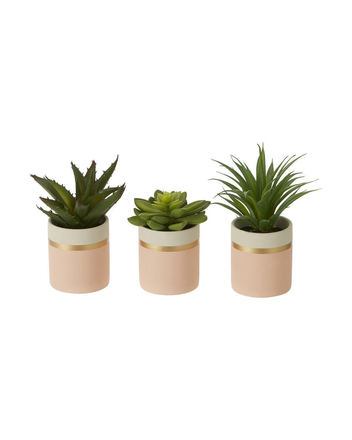 Set of 3 Lush Green Mini Succulents - Ideal