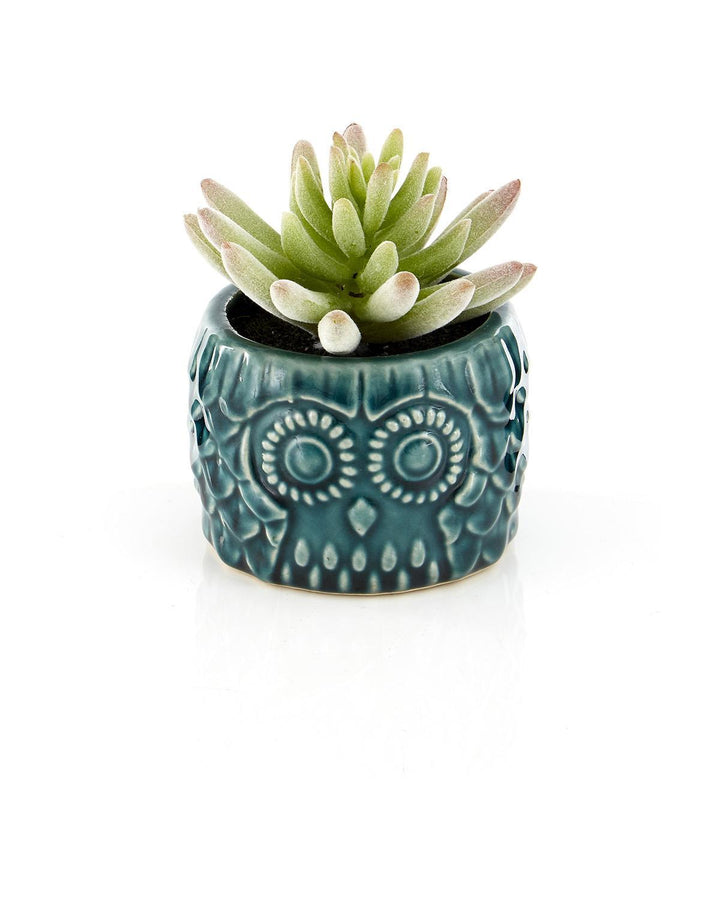 Botanical Trend Succulent Blue Pot - Ideal